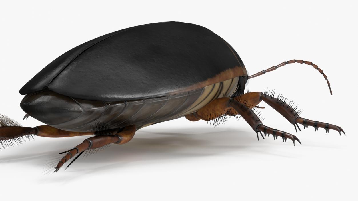 3D Screech Beetle Black Realistic Rigged for Maya