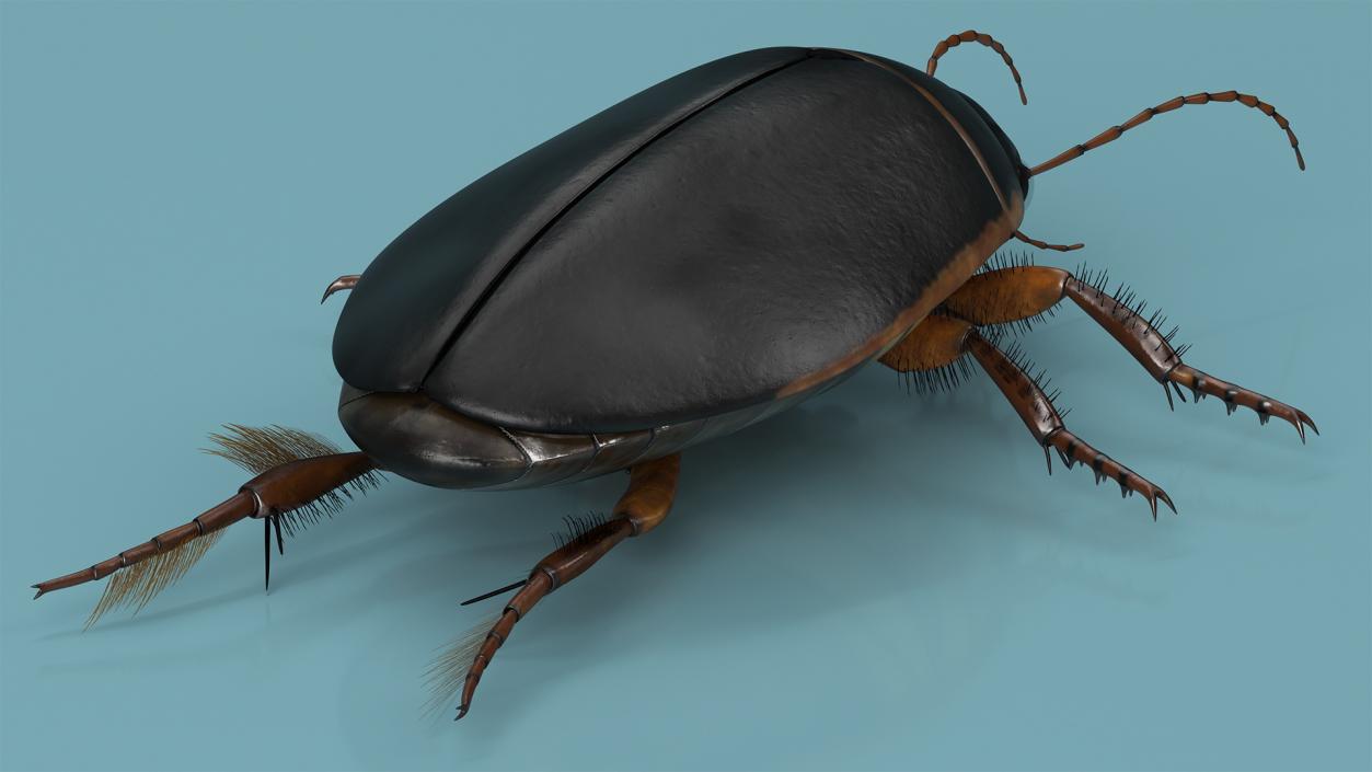 3D Screech Beetle Black Realistic Rigged for Maya