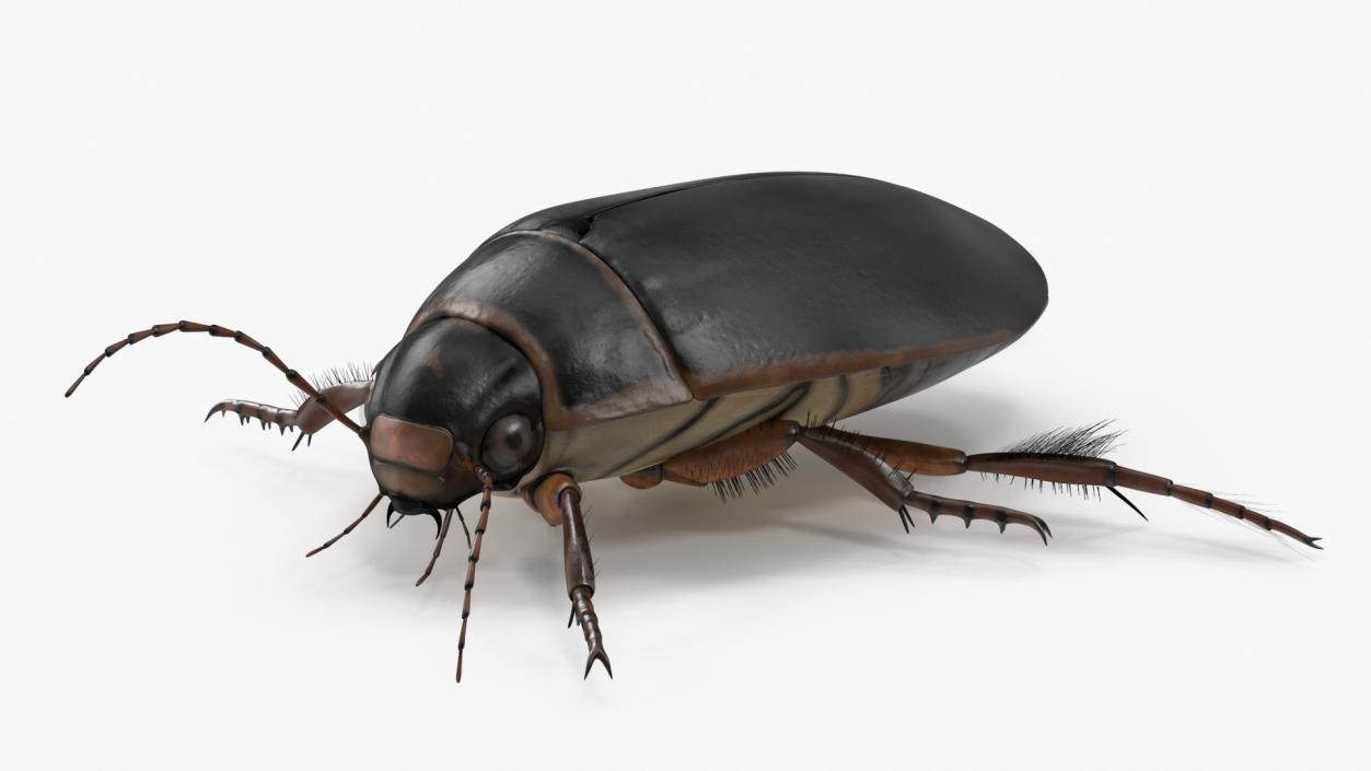 3D Screech Beetle Black Realistic Rigged for Maya