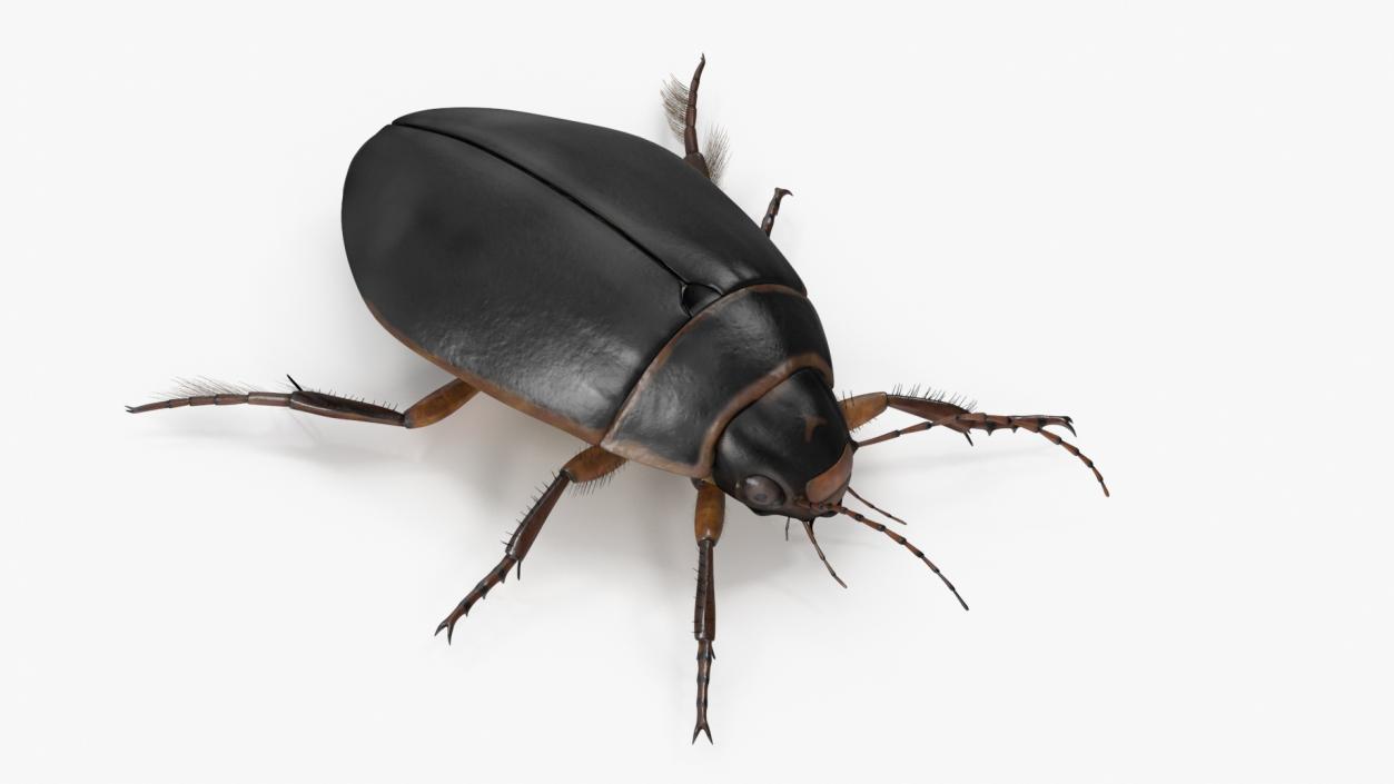 3D Screech Beetle Black Realistic Rigged for Maya