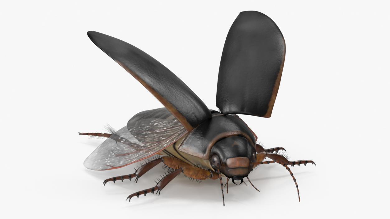 3D Screech Beetle Black Realistic Rigged for Maya