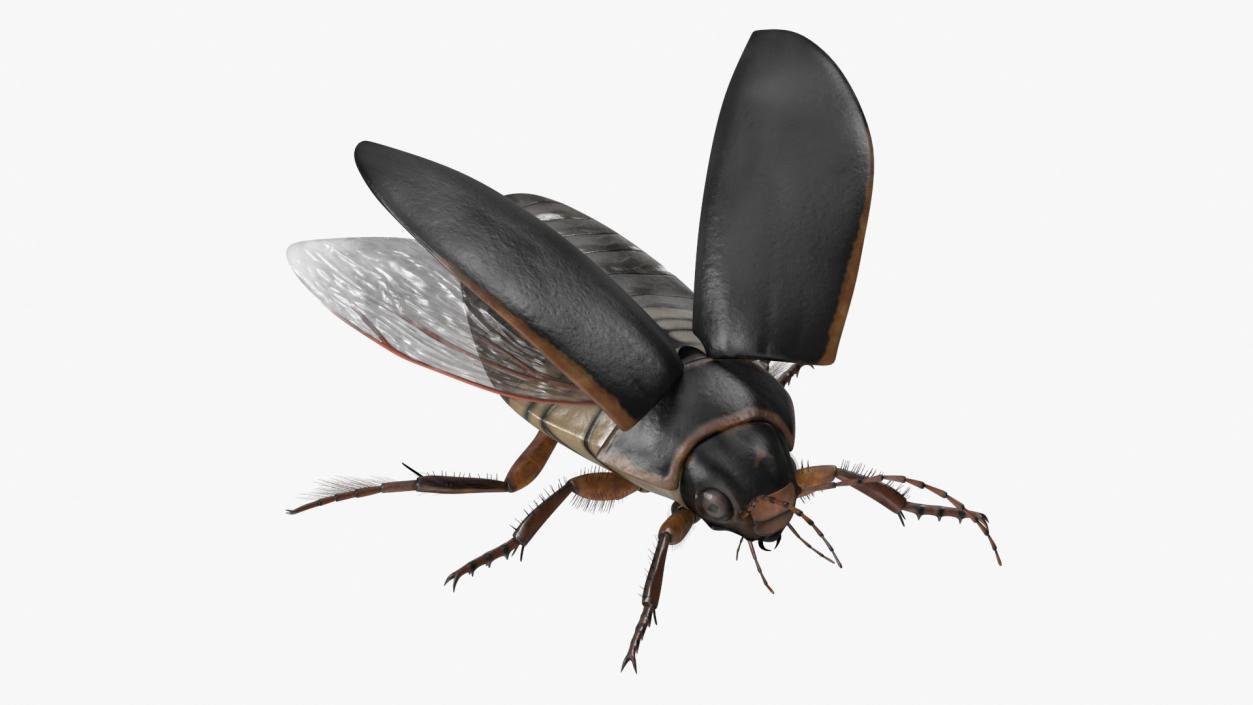 3D Screech Beetle Black Realistic Rigged for Maya