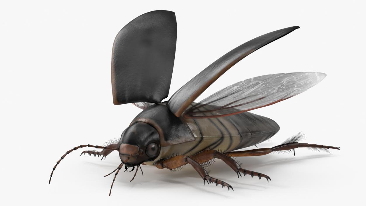 3D Screech Beetle Black Realistic Rigged for Maya