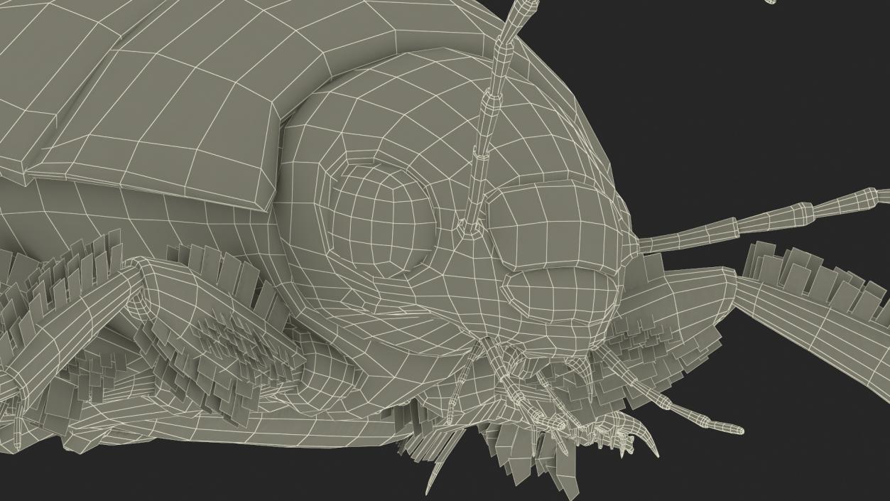 3D Screech Beetle Black Realistic Rigged for Maya