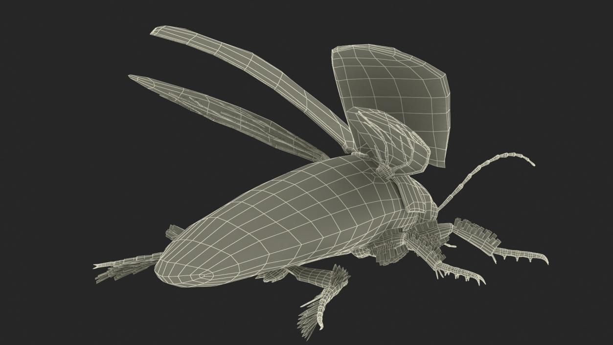 3D Screech Beetle Black Realistic Rigged for Maya