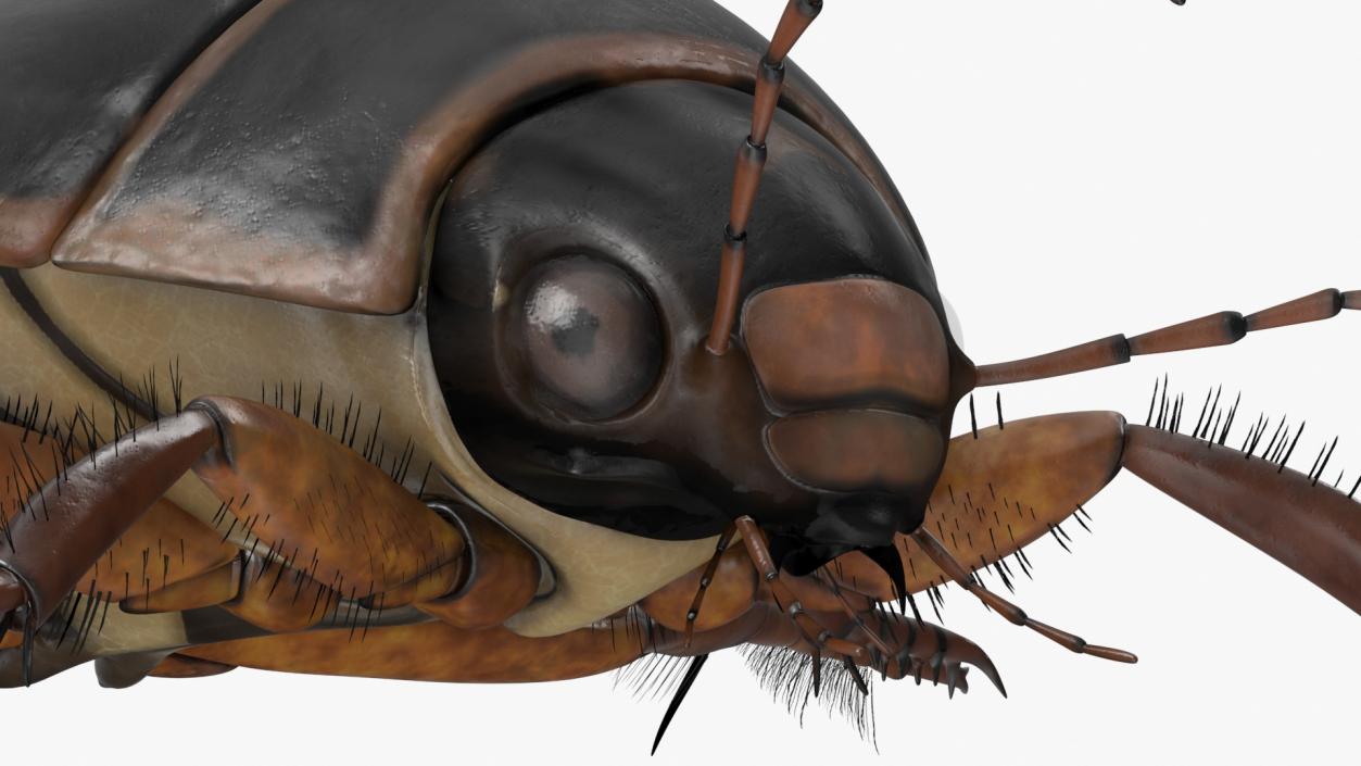 3D Screech Beetle Black Realistic Rigged for Maya