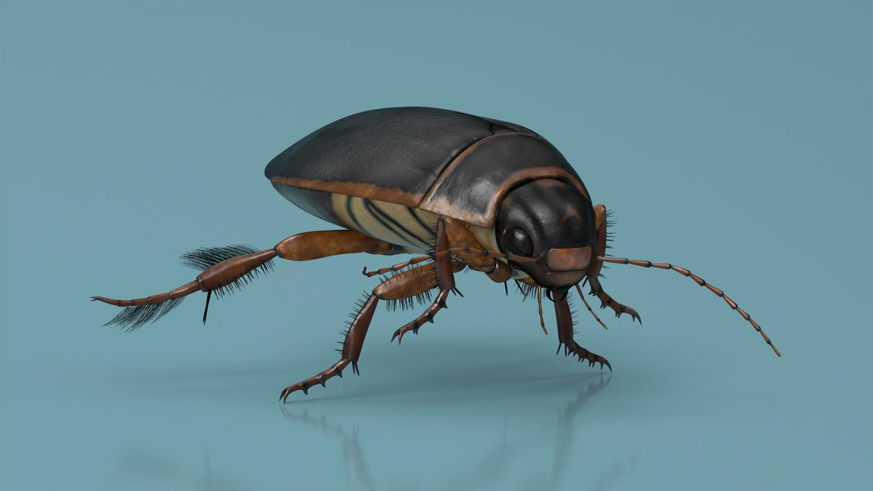 3D Screech Beetle Black Realistic Rigged for Maya