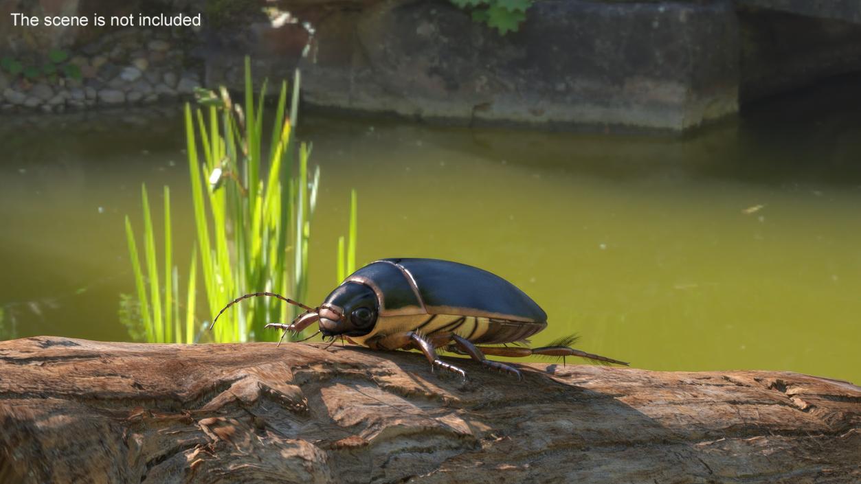 3D Screech Beetle Black Realistic Rigged for Maya