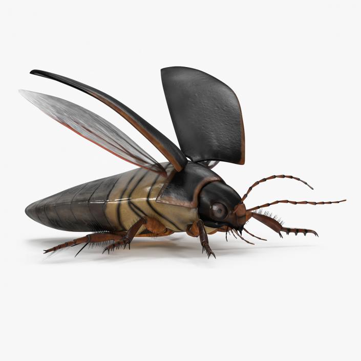 3D Screech Beetle Black Realistic Rigged for Maya