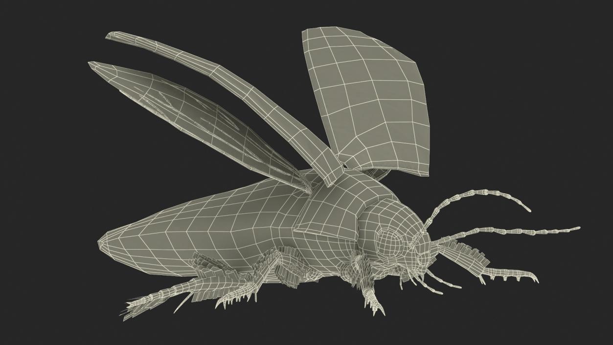 3D Screech Beetle Black Realistic Rigged for Maya