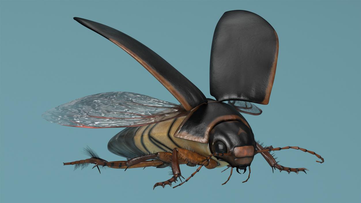 3D Screech Beetle Black Realistic Rigged for Maya