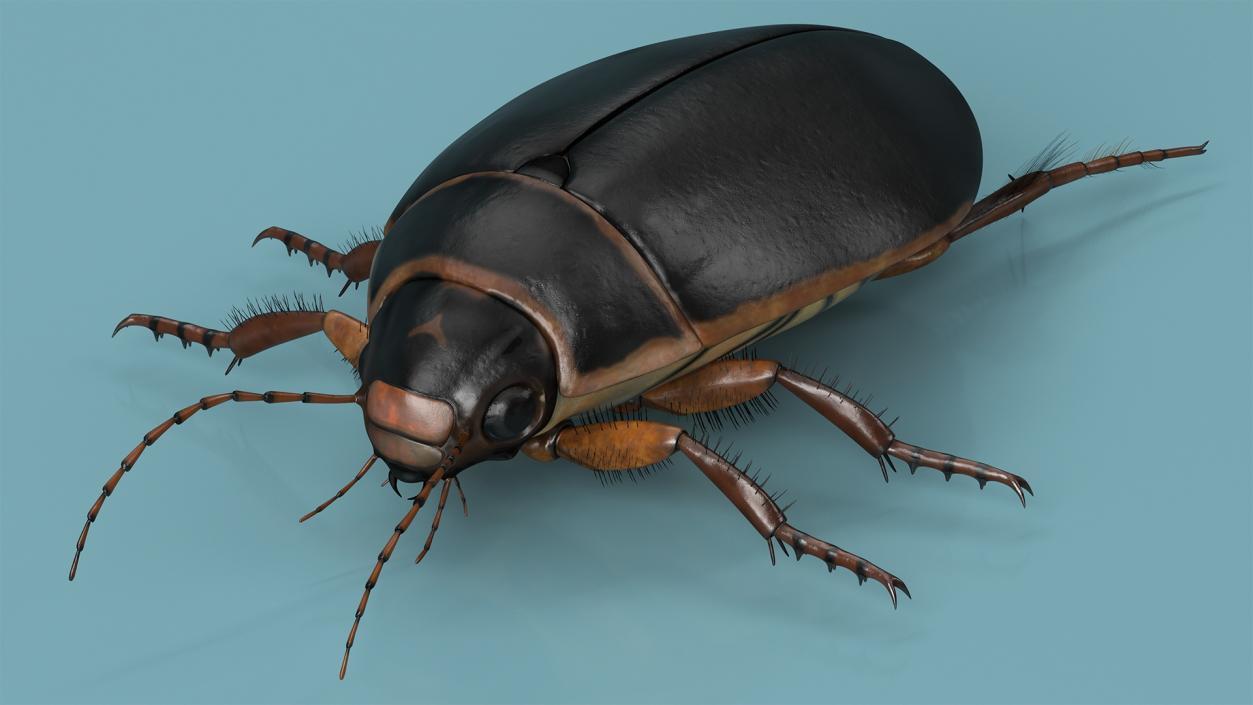 3D Screech Beetle Black Realistic Rigged for Maya