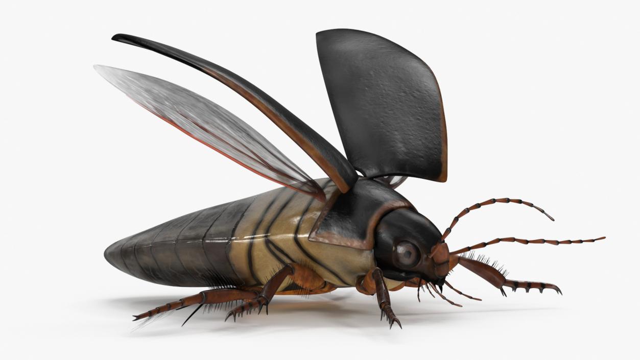 3D Screech Beetle Black Realistic Rigged for Maya