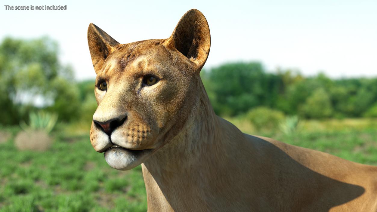 Young Lion Rigged 3D