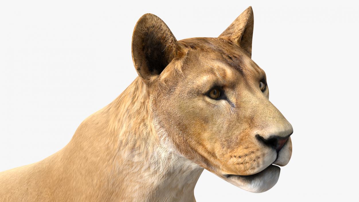 Young Lion Rigged 3D