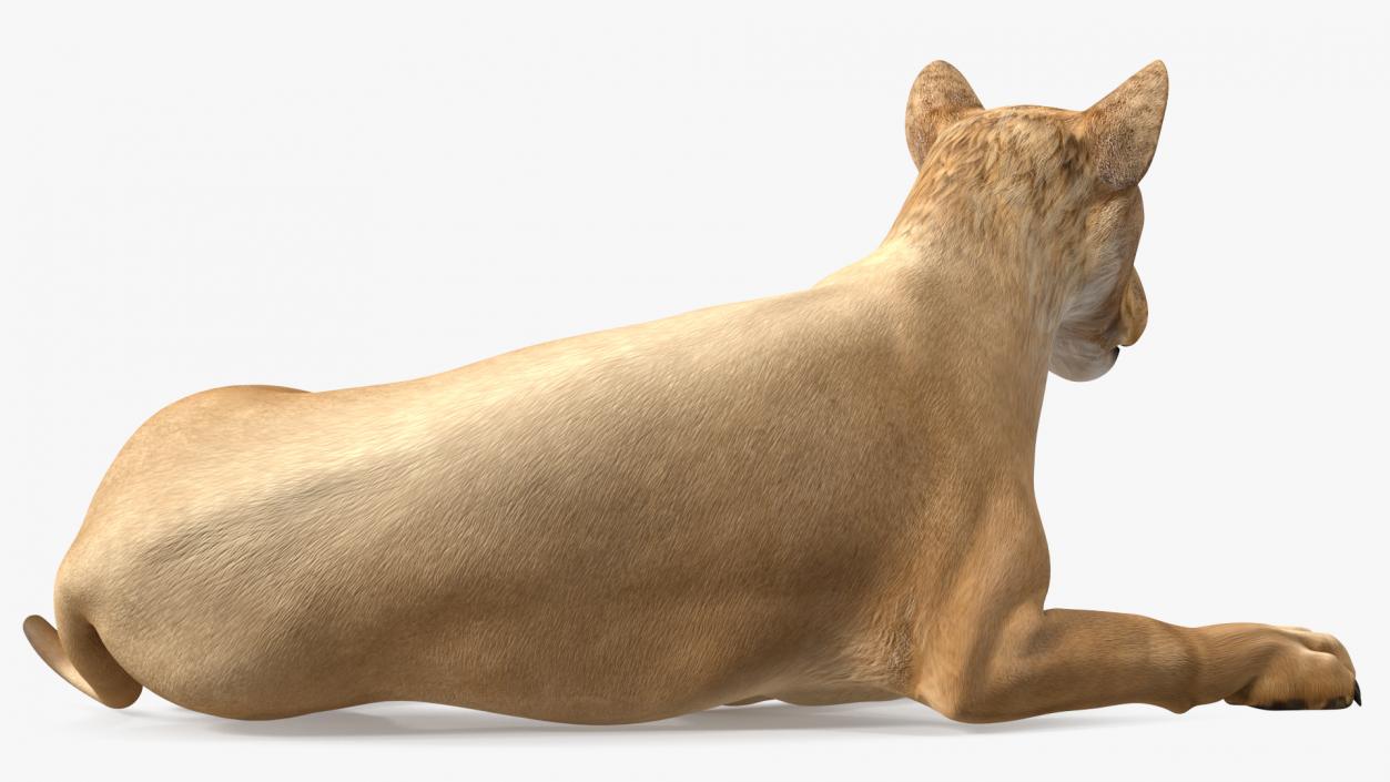 Young Lion Rigged 3D