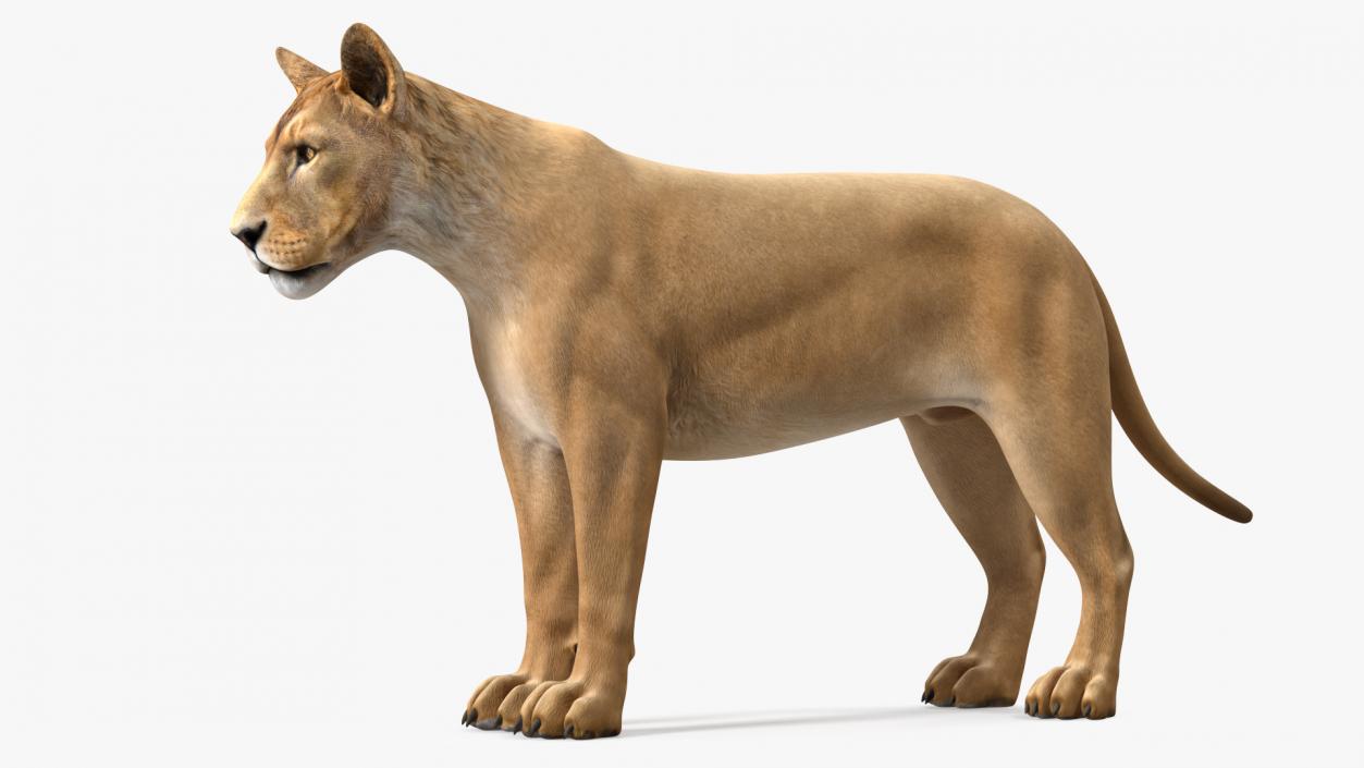 Young Lion Rigged 3D