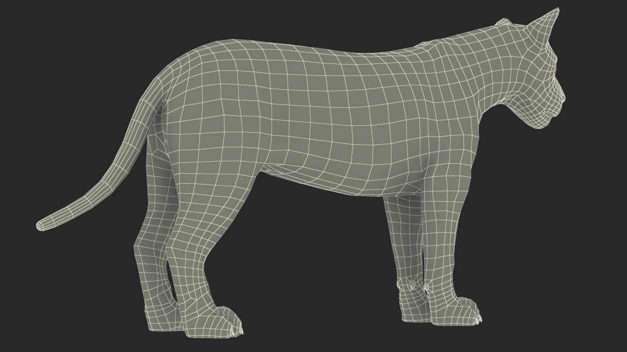 Young Lion Rigged 3D