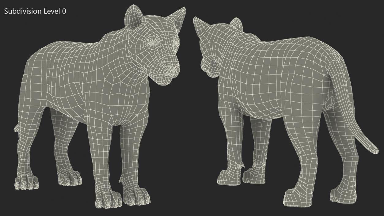 Young Lion Rigged 3D