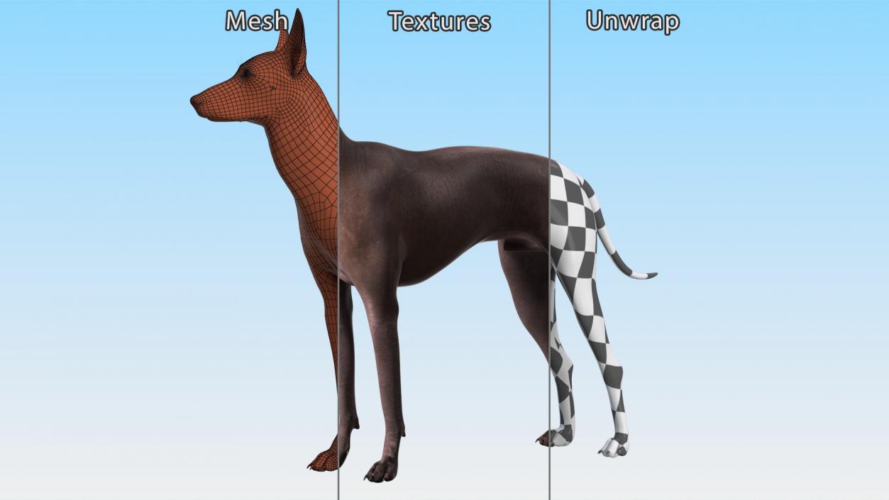 Xoloitzcuintli Rare Breed Mexican Dog 3D