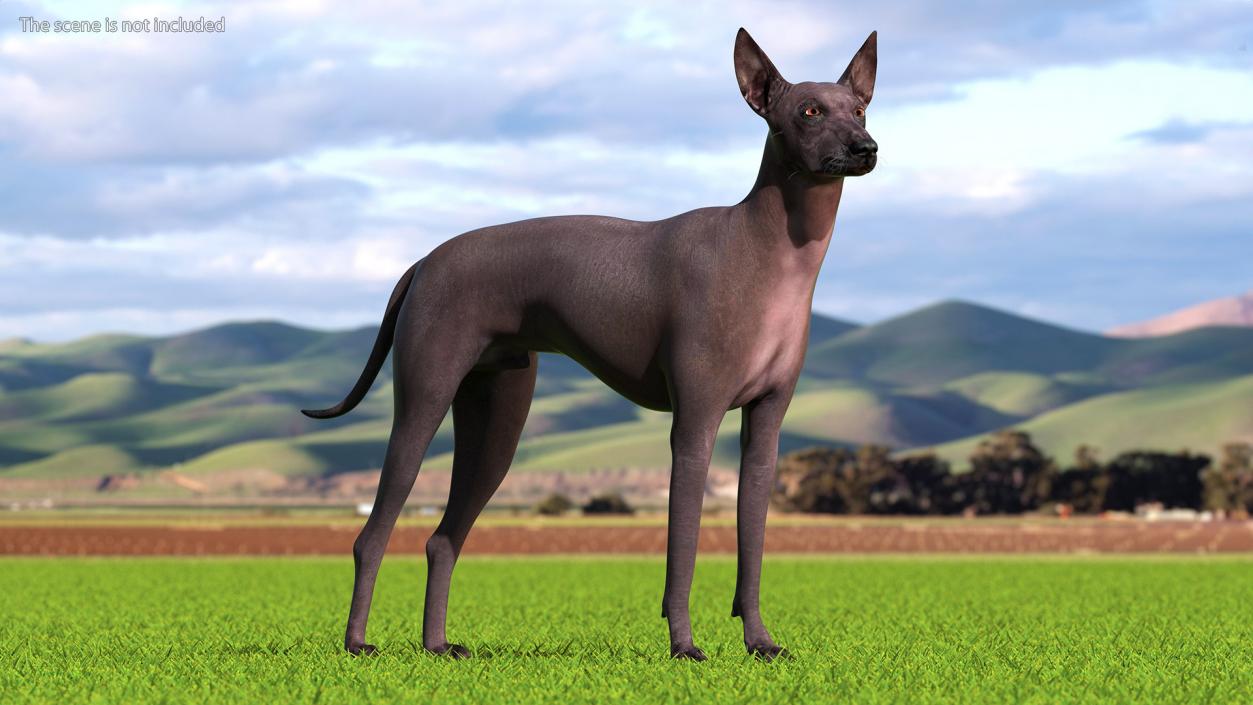 Xoloitzcuintli Rare Breed Mexican Dog 3D