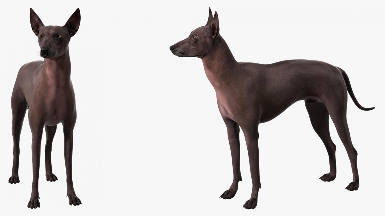 Xoloitzcuintli Rare Breed Mexican Dog 3D