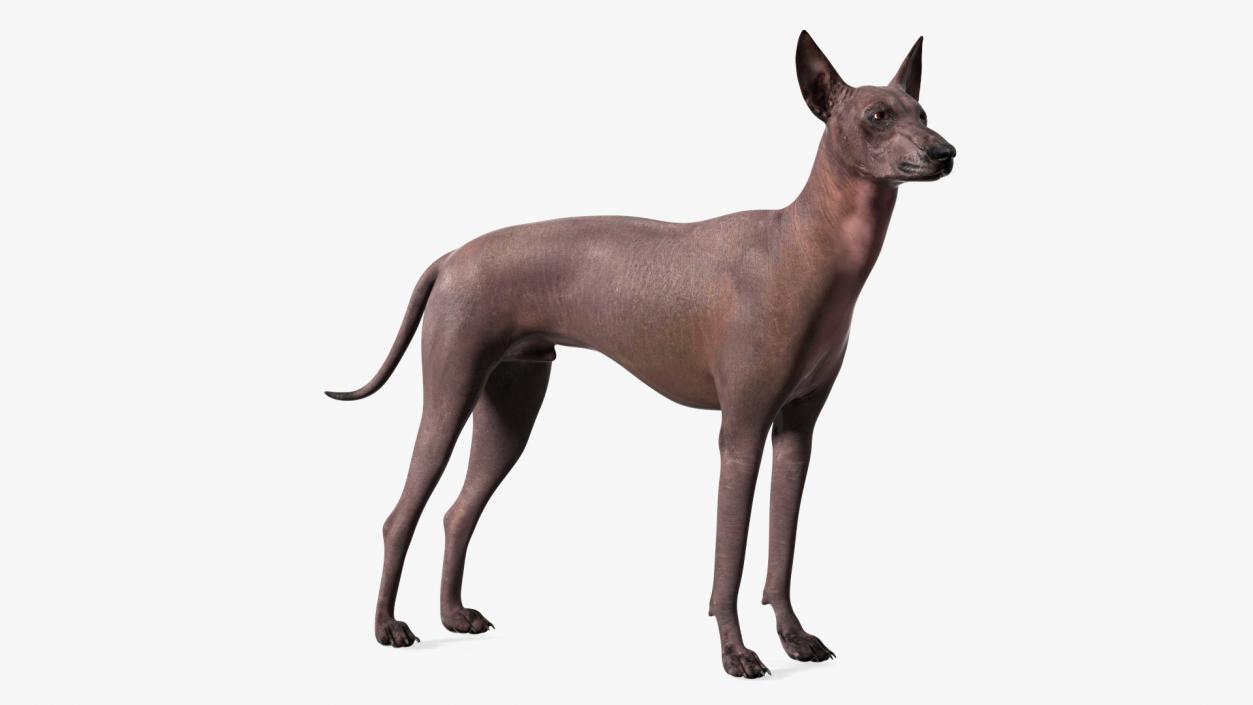 Xoloitzcuintli Rare Breed Mexican Dog 3D