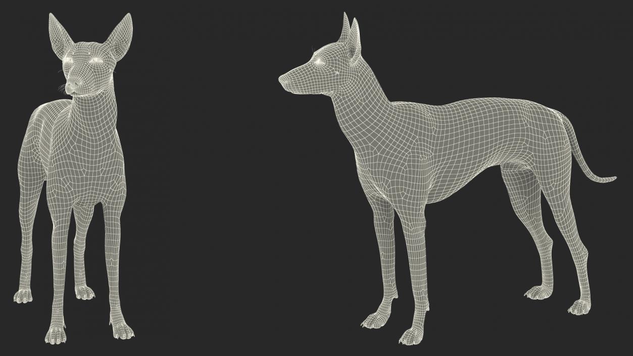 Xoloitzcuintli Rare Breed Mexican Dog 3D