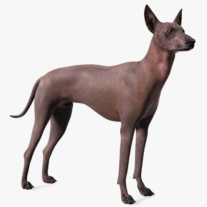 Xoloitzcuintli Rare Breed Mexican Dog 3D