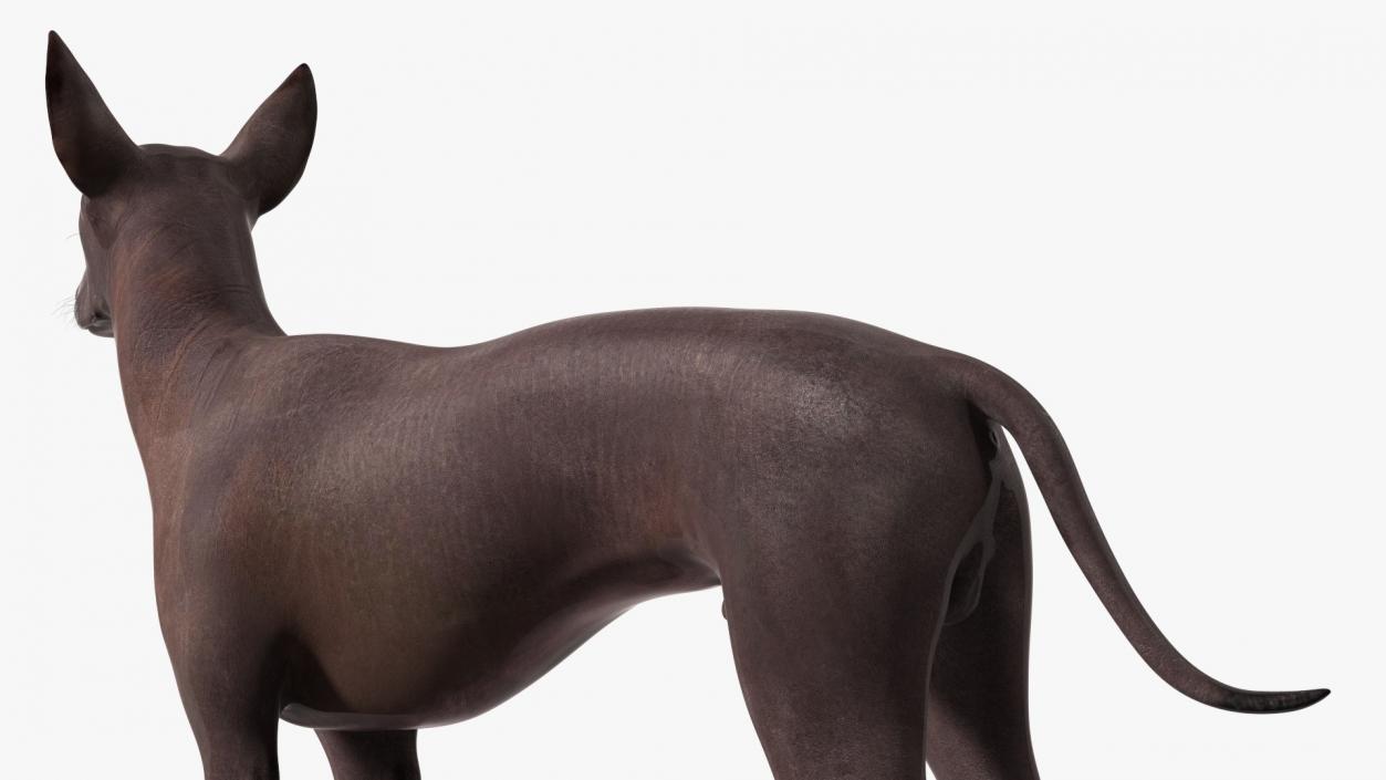 Xoloitzcuintli Rare Breed Mexican Dog 3D