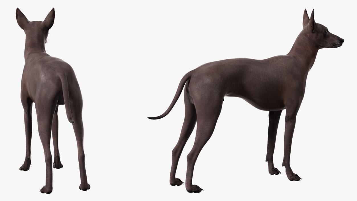 Xoloitzcuintli Rare Breed Mexican Dog 3D