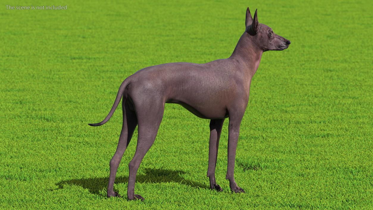 Xoloitzcuintli Rare Breed Mexican Dog 3D