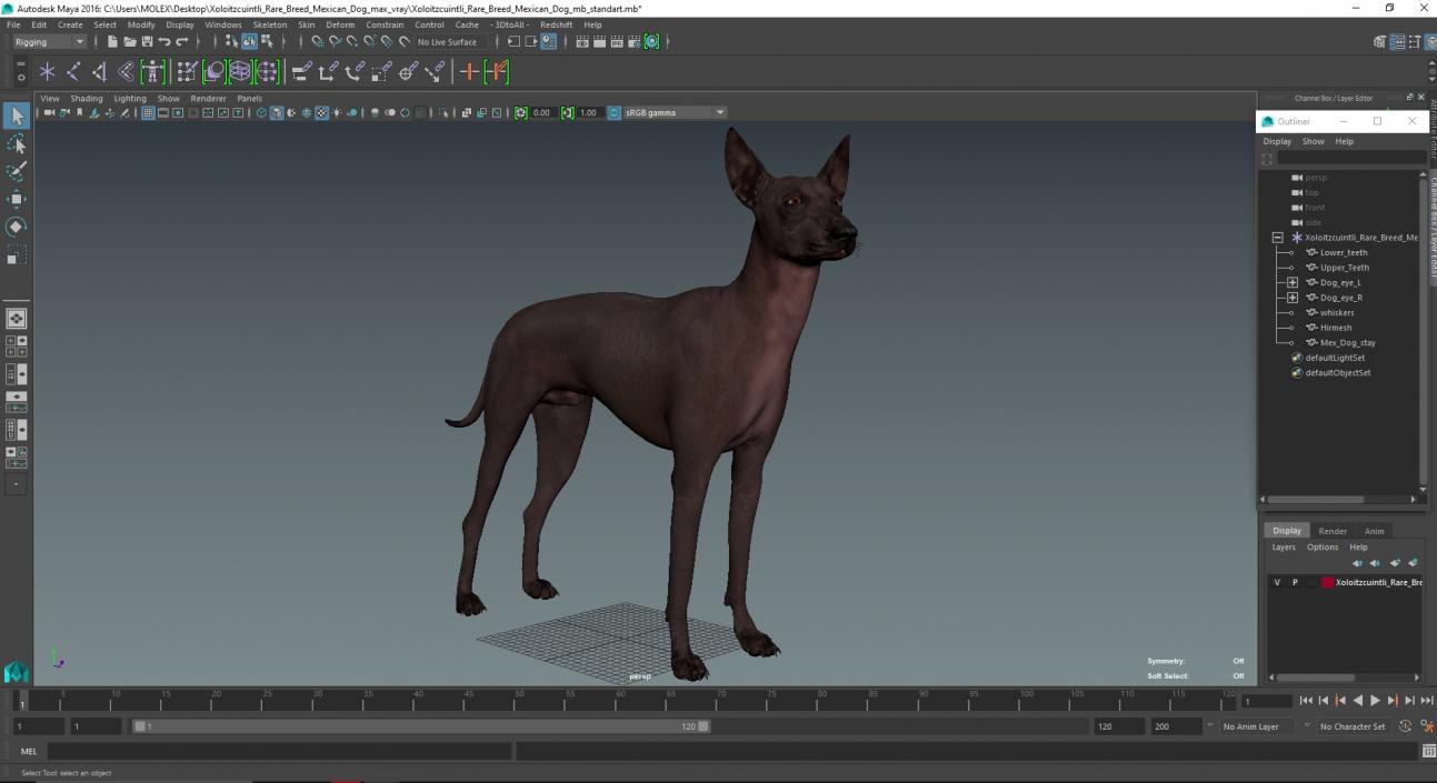 Xoloitzcuintli Rare Breed Mexican Dog 3D