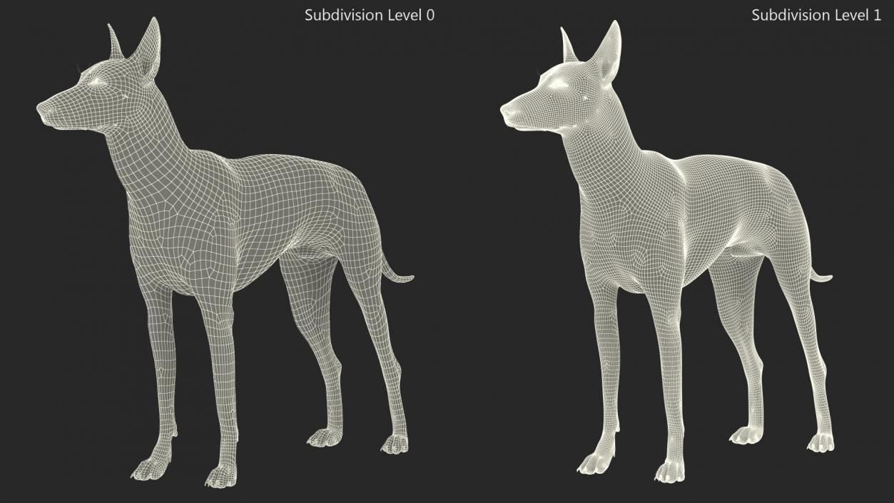 Xoloitzcuintli Rare Breed Mexican Dog 3D