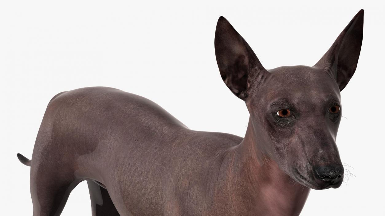 Xoloitzcuintli Rare Breed Mexican Dog 3D