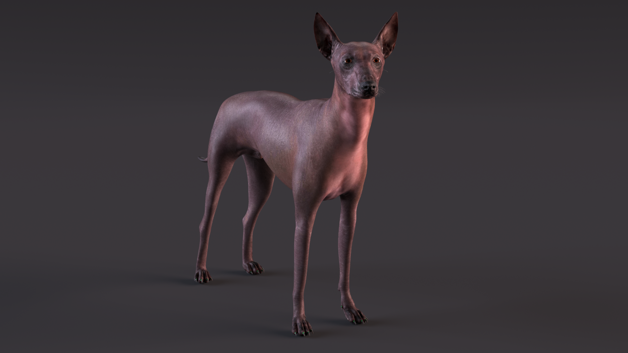 Xoloitzcuintli Rare Breed Mexican Dog 3D