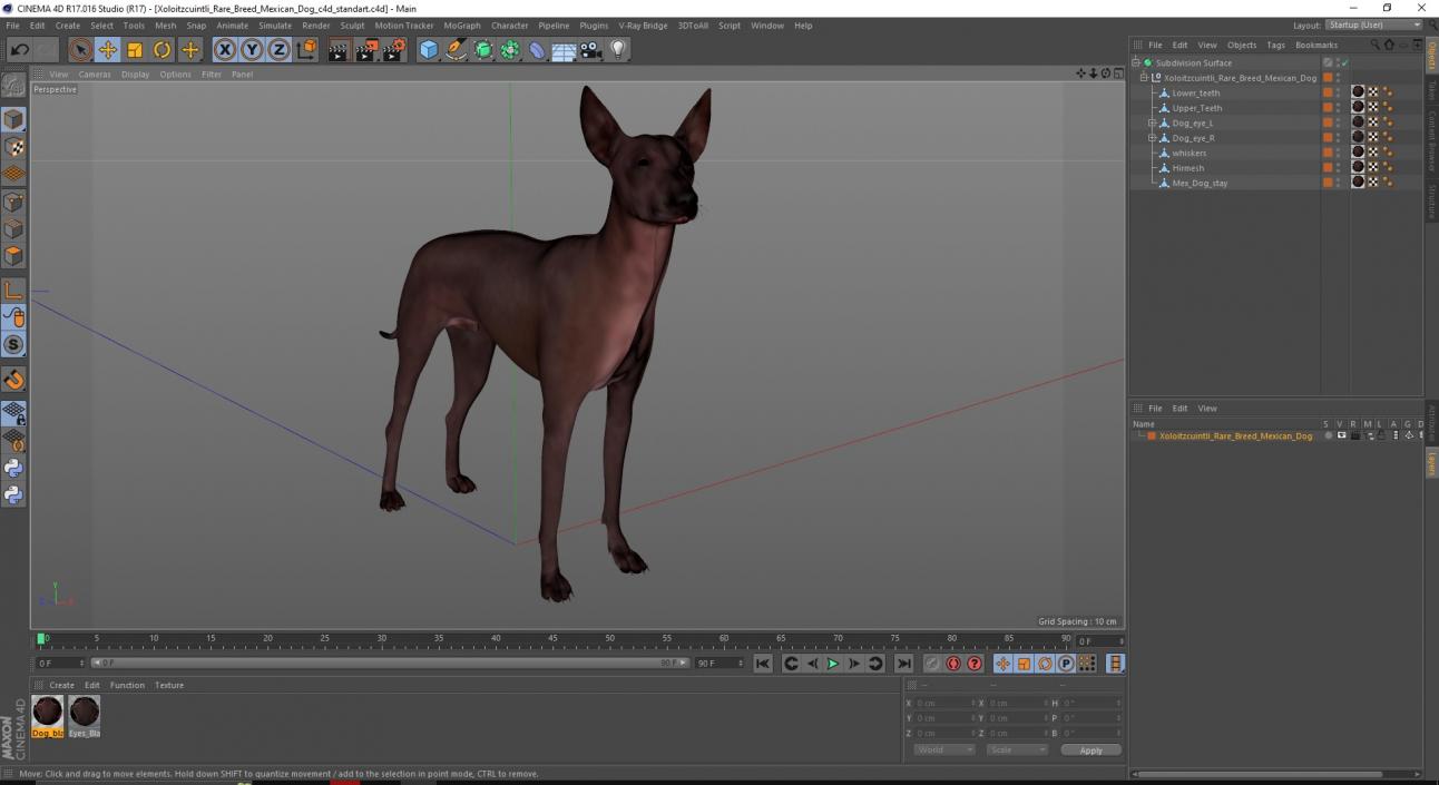 Xoloitzcuintli Rare Breed Mexican Dog 3D