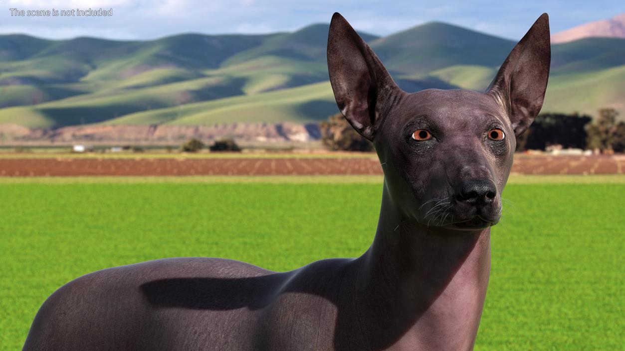 Xoloitzcuintli Rare Breed Mexican Dog 3D