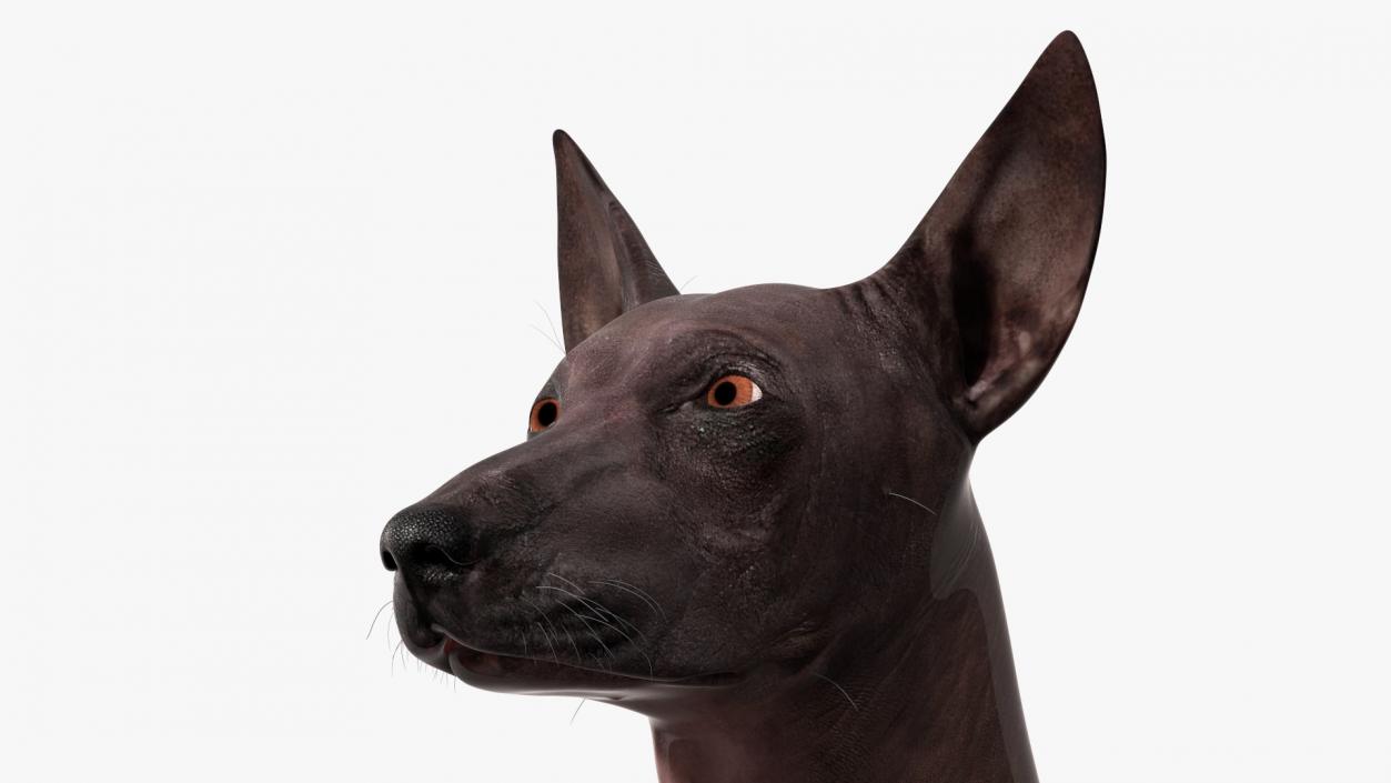 Xoloitzcuintli Rare Breed Mexican Dog 3D