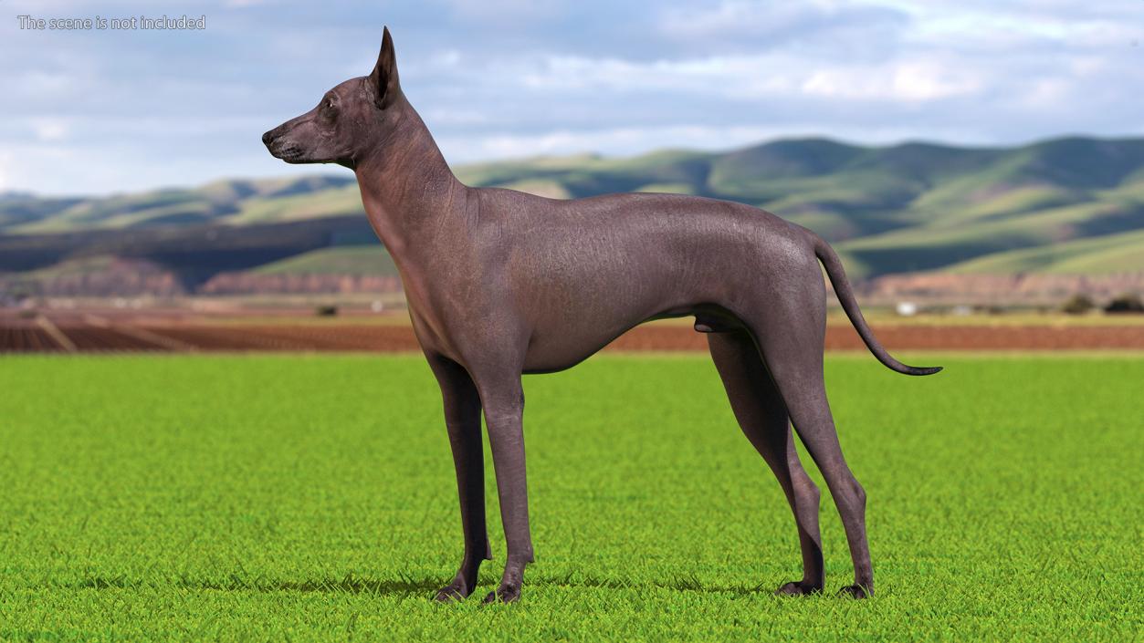 Xoloitzcuintli Rare Breed Mexican Dog 3D