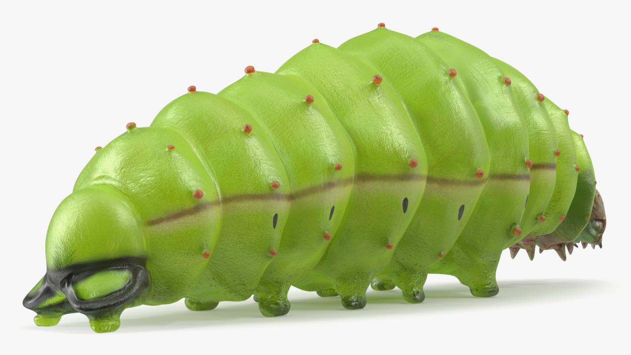 Silkworm Green 3D model