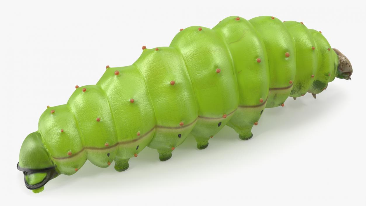 Silkworm Green 3D model