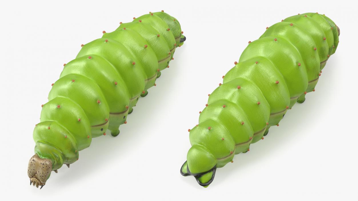 Silkworm Green 3D model