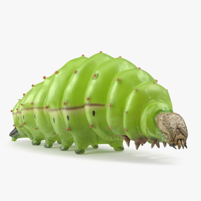 Silkworm Green 3D model