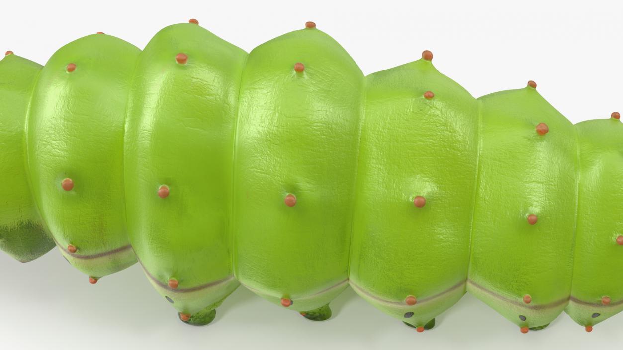 Silkworm Green 3D model