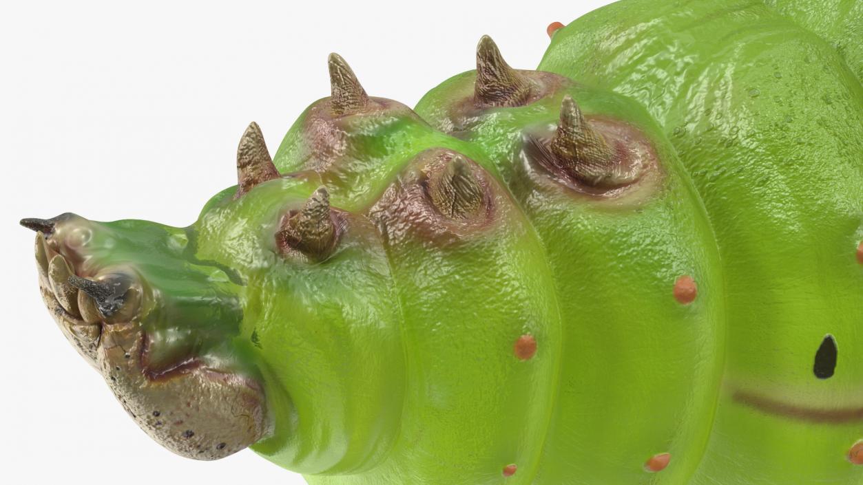 Silkworm Green 3D model