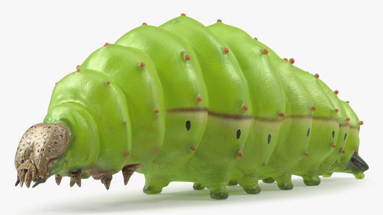 Silkworm Green 3D model