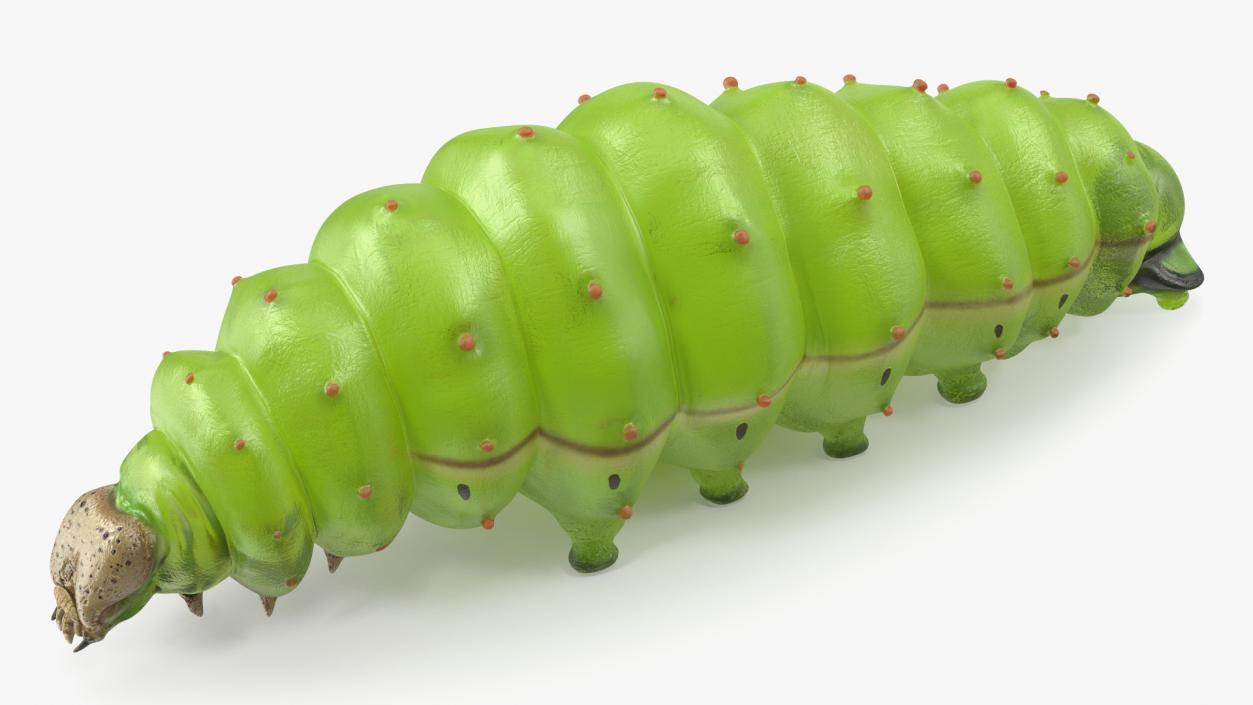 Silkworm Green 3D model