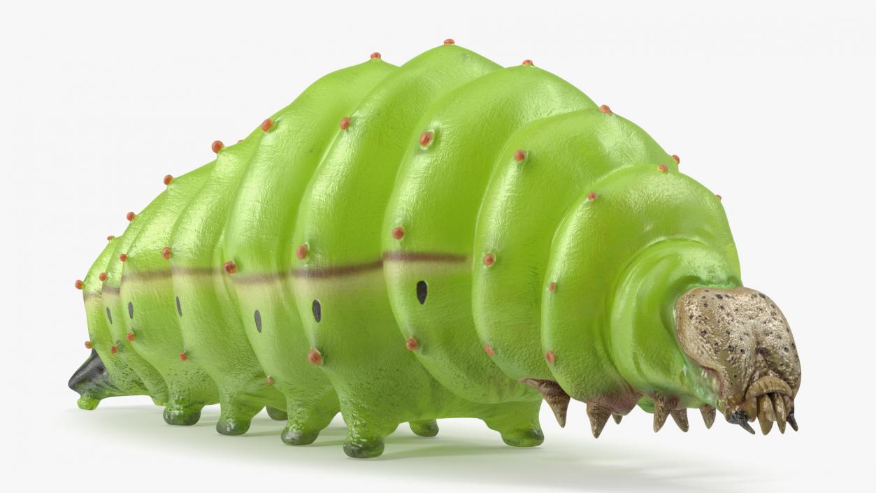 Silkworm Green 3D model