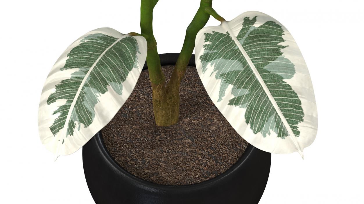 3D Rubber Tree Variegata in Pot model